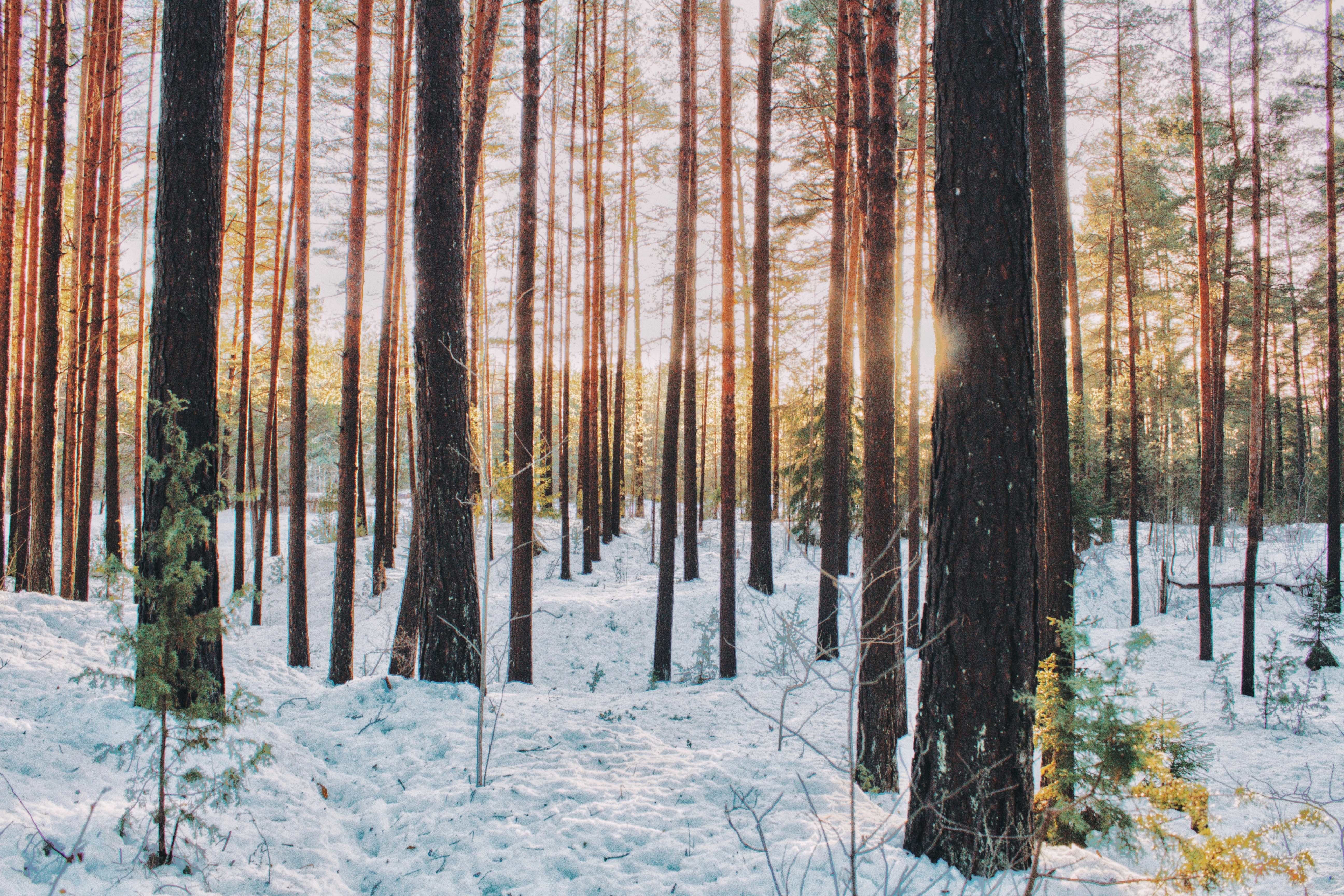 Photo by maximyuryshev