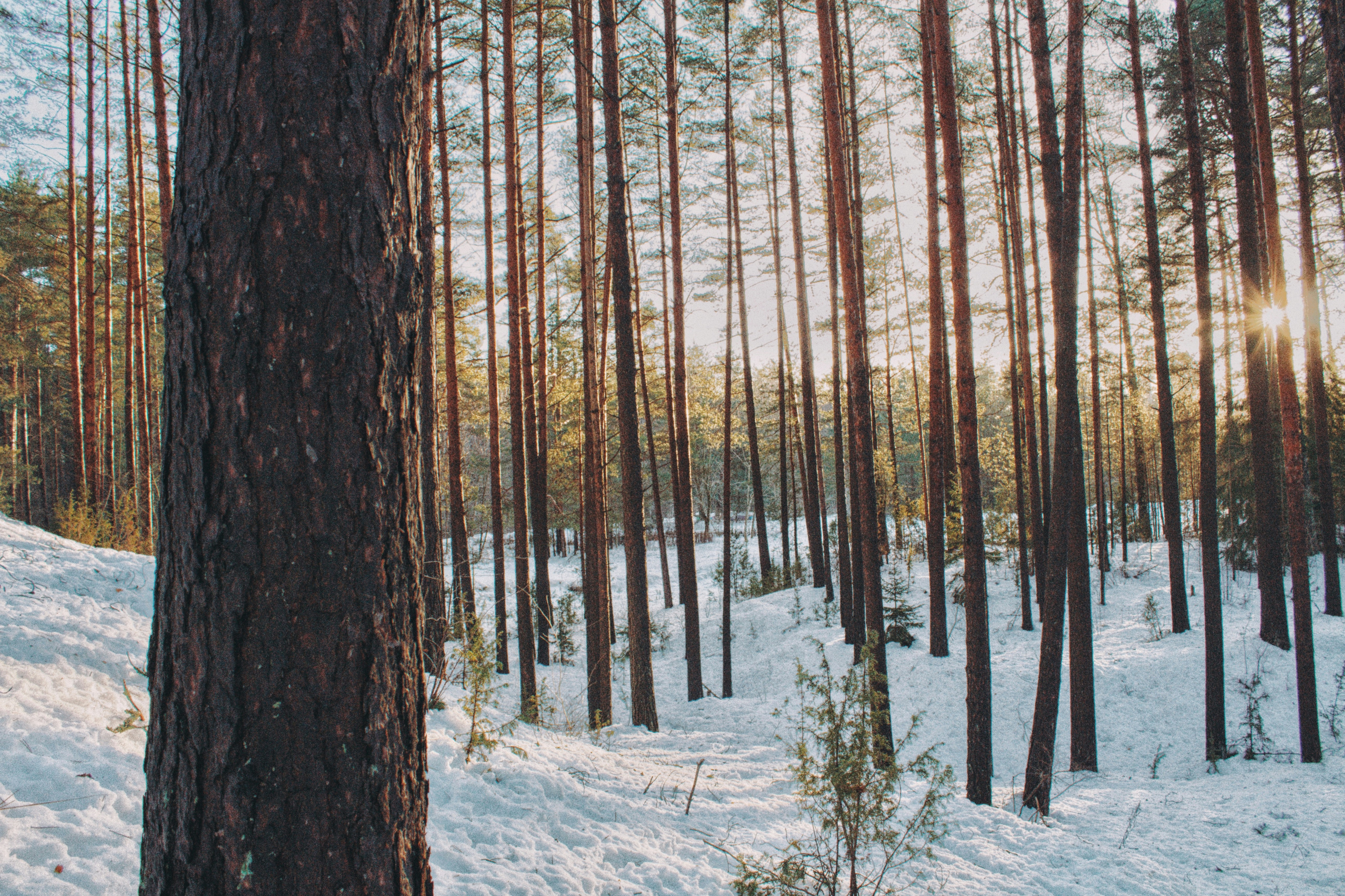 Photo by maximyuryshev