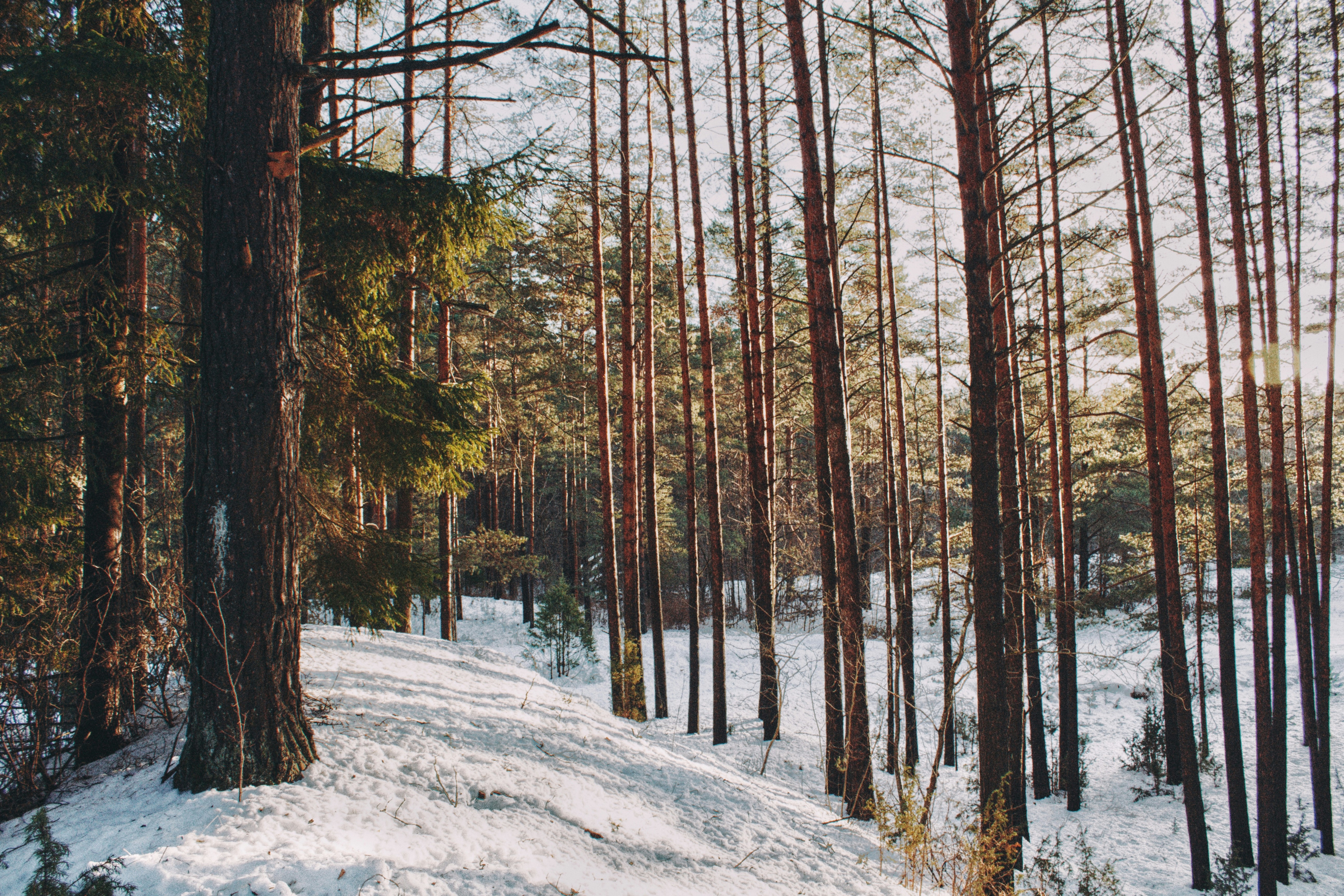 Photo by maximyuryshev