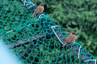 Birds perched near a netted area, unable to enter the protected space.