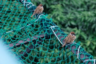 Two small brown birds perched on a green net that appears to be stretched across a fence or railing, with lush green foliage in the background.
