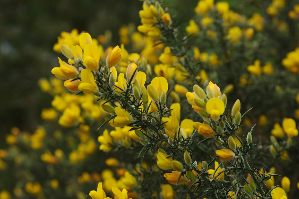 a close up of a bush with yellow flowers