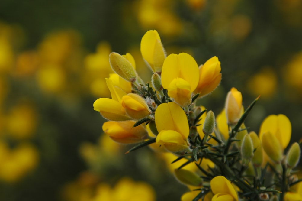 a bunch of yellow flowers that are growing