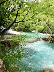 A serene natural landscape featuring a clear turquoise river winding through a lush green forest. Vibrant foliage arches over the water, creating dappled shade and emphasizing the tranquillity of the scene. The river flows over small rocks, generating gentle rapids and adding movement to the peaceful setting.