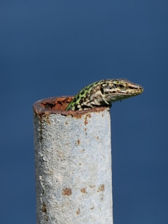 a green and yellow lizard sitting on top of a metal pole
