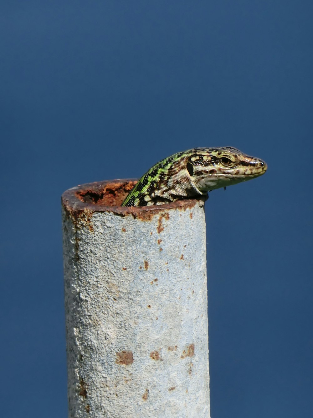 a green and yellow lizard sitting on top of a metal pole