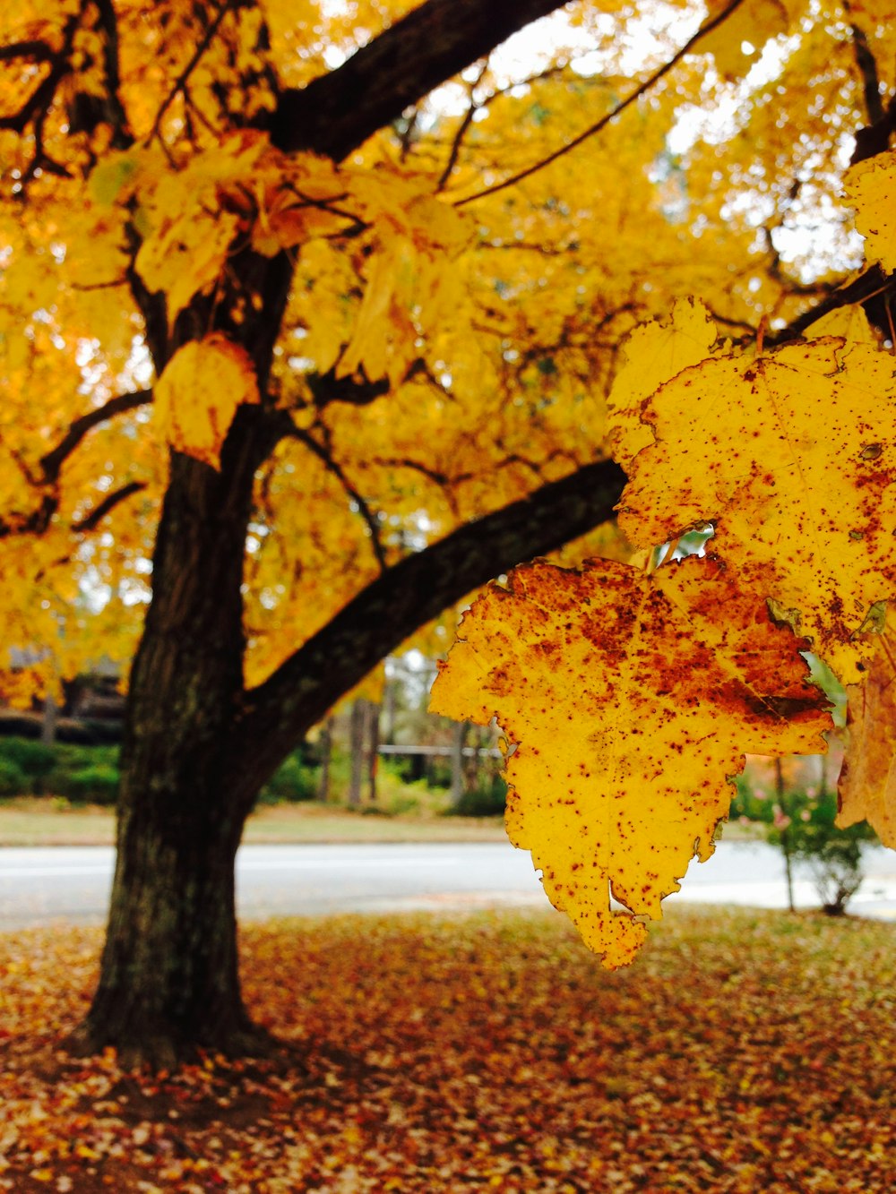 a tree with yellow leaves in the fall