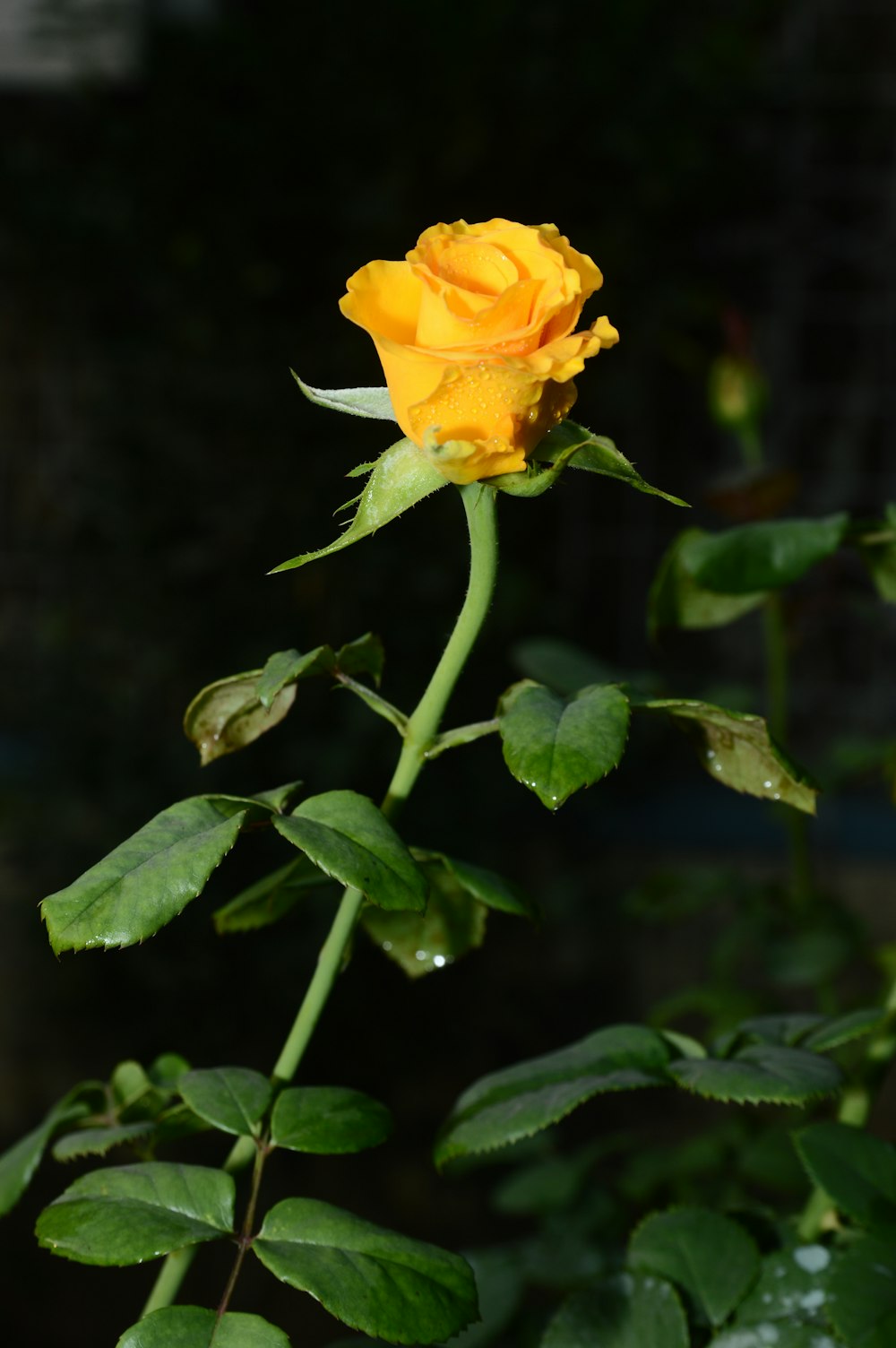 a yellow rose is blooming in a garden