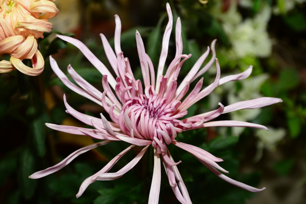 a close up of a pink flower with other flowers in the background