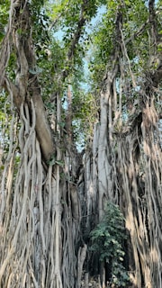 The thick, twisting branches of a bargad tree creating a natural canopy.