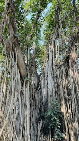 The thick, twisting branches of a bargad tree creating a natural canopy.