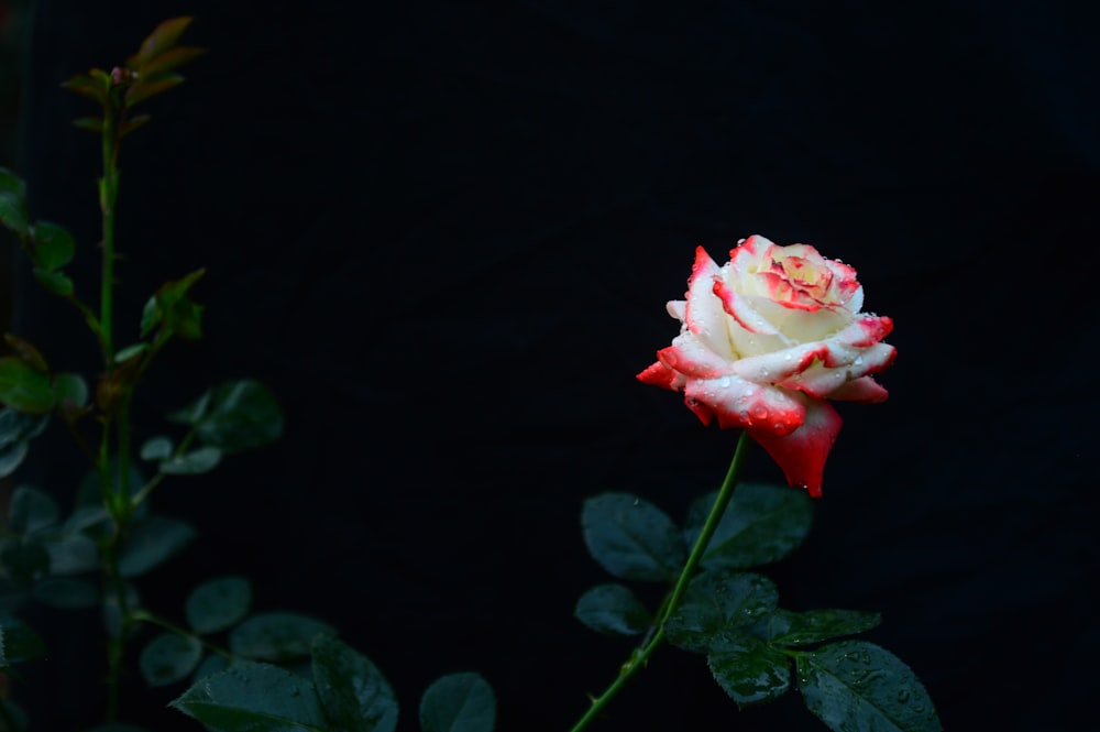 a white and red rose with green leaves