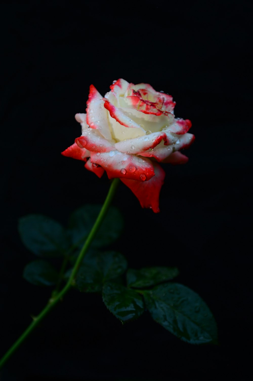 a red and white rose with water droplets on it