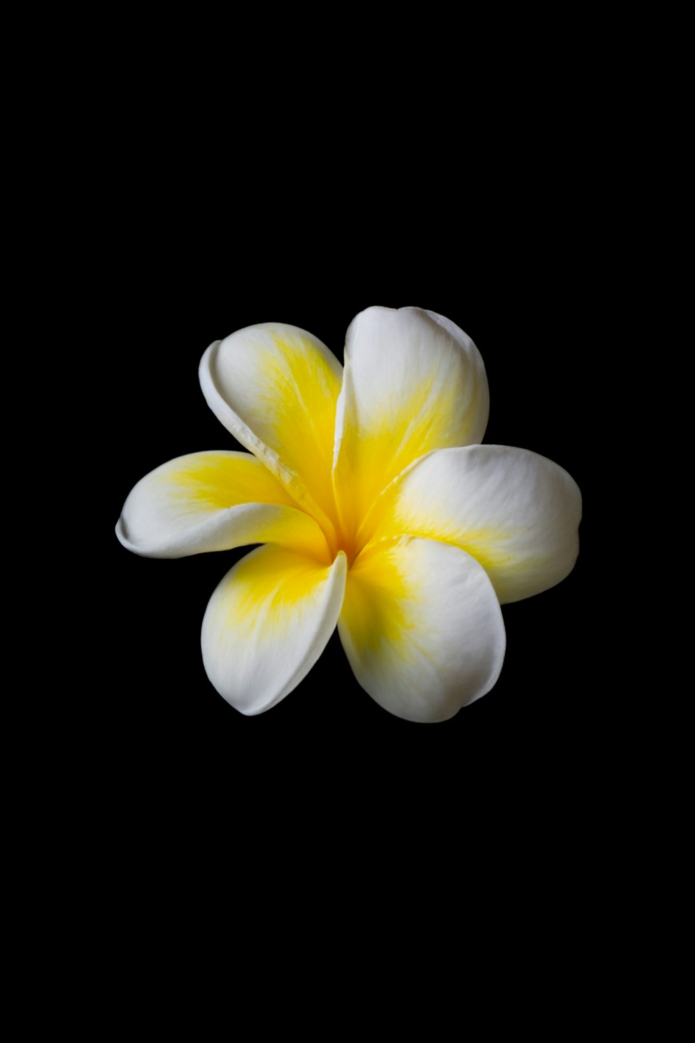 a white and yellow flower on a black background