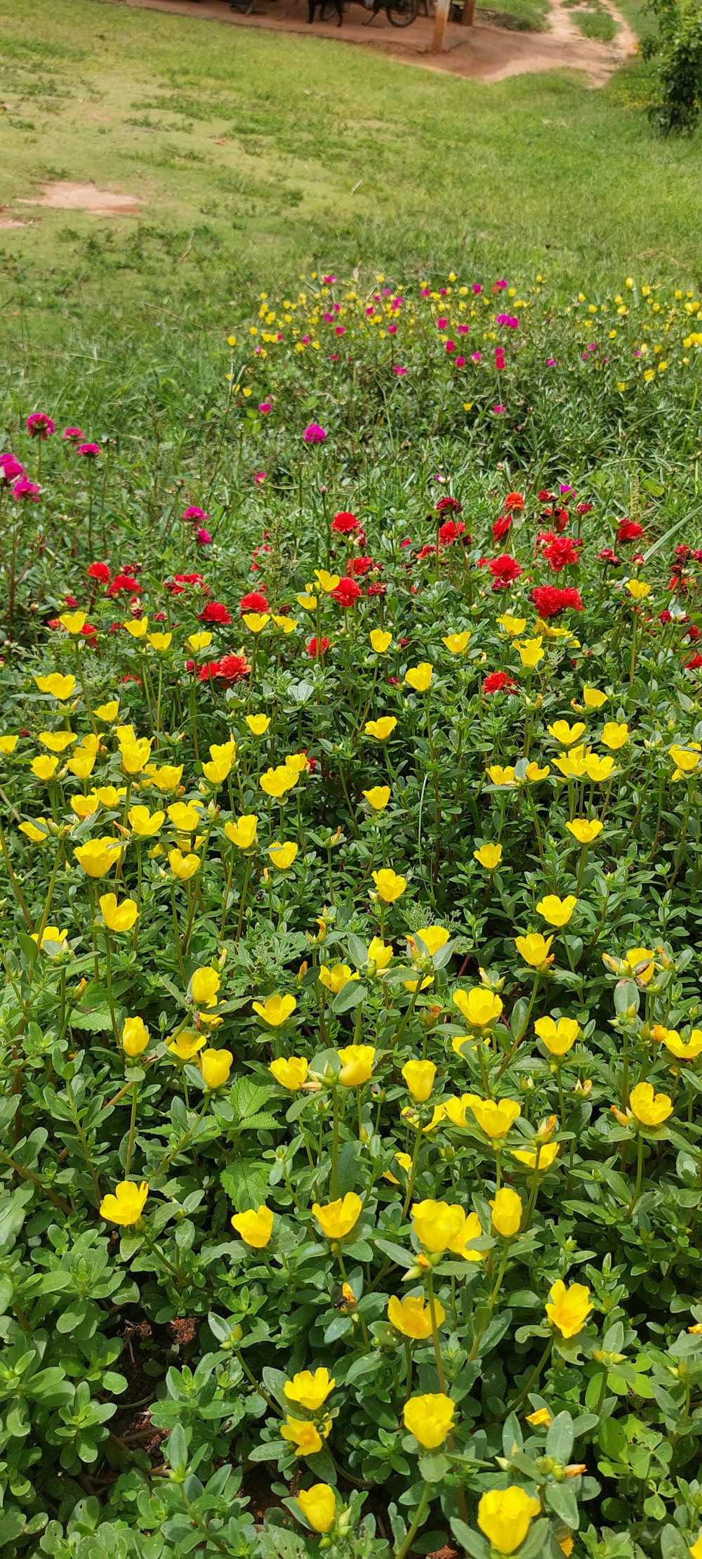 a field full of yellow and red flowers