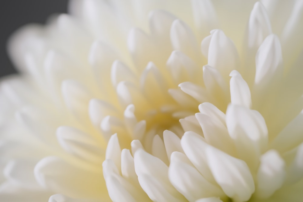 a close up of a white flower with a black background