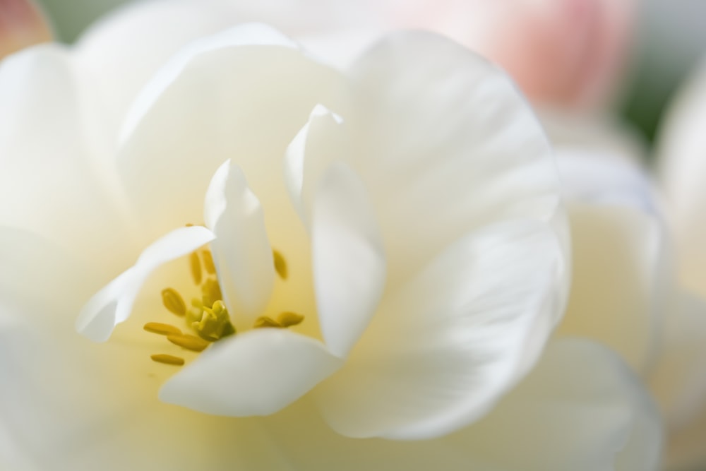 a close up of a white flower with a blurry background