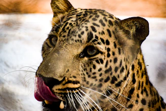 A close-up of a leopard with intricate black spots on a tawny coat. The leopard is licking its nose, displaying its pink tongue prominently. Its intense gaze is focused and alert, with a blurred background.