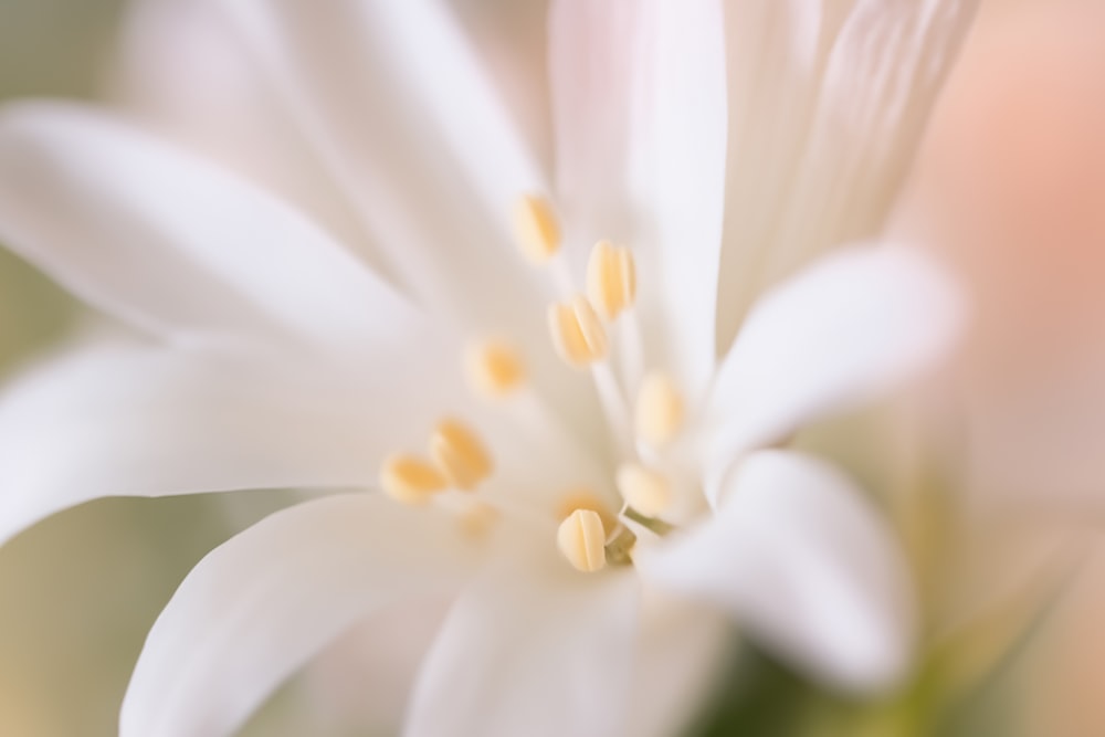 a close up of a white flower with a blurry background