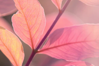 Close-up of delicate sage green leaves intertwined with soft blush pink petals under warm natural light.