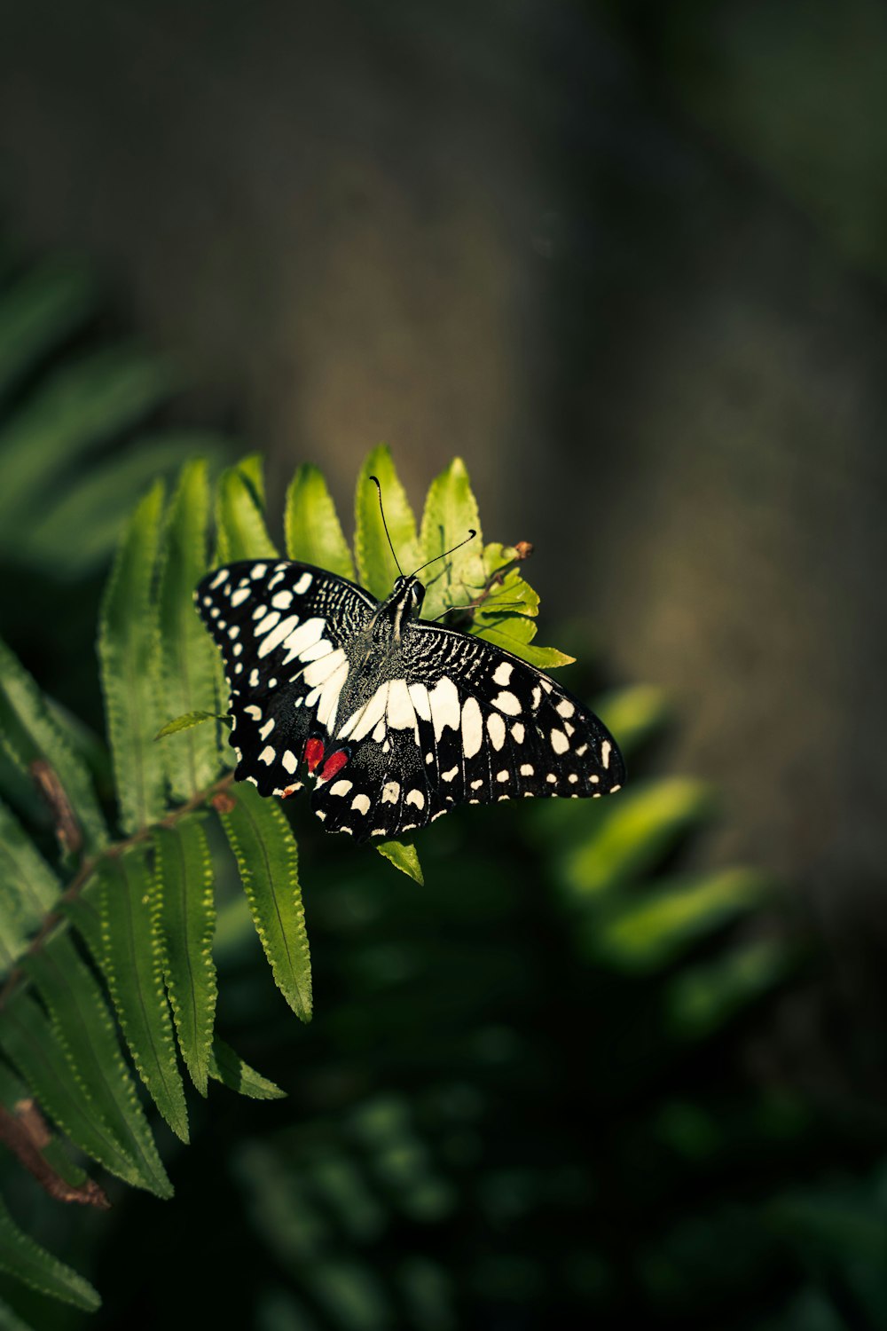 a black and white butterfly sitting on a green plant