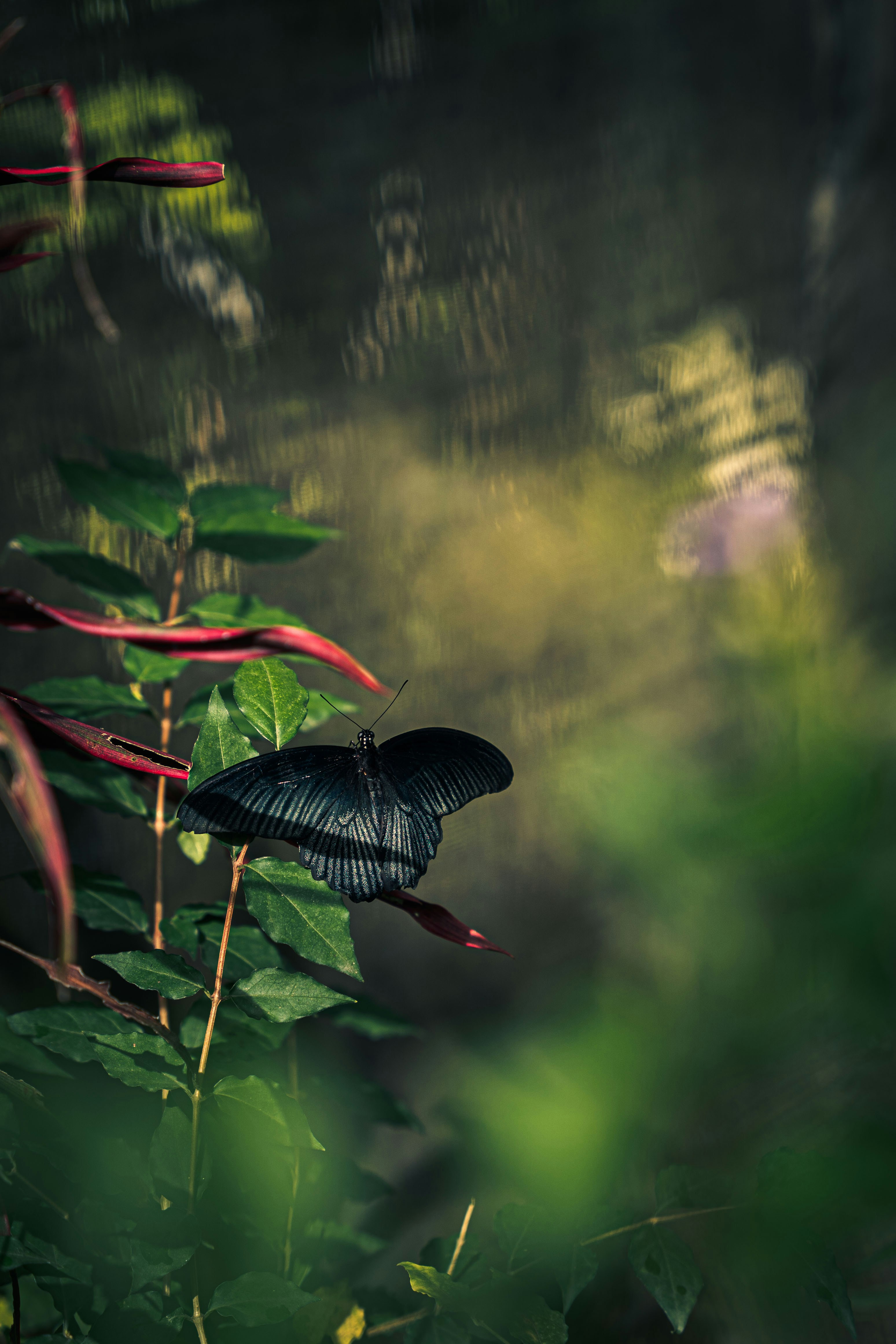 a black butterfly sitting on top of a green plant