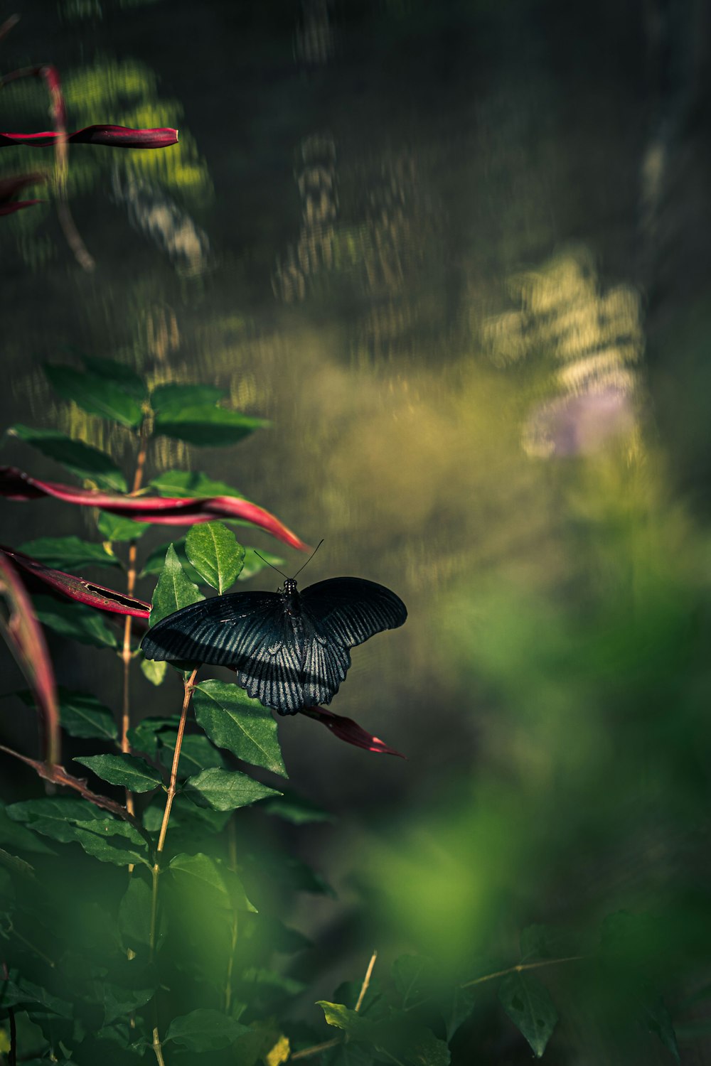 a black butterfly sitting on top of a green plant