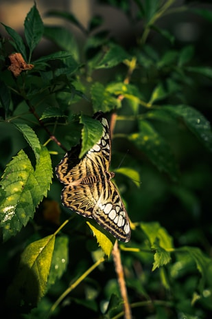 Wildlife native to Papua, such as birds or butterflies, in their natural habitat.