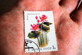 A postage stamp featuring vibrant pink lotus flowers with green leaves, held in the palm of a person's hand. The stamp has Cyrillic text, indicating it is from the USSR, and includes a postmark.