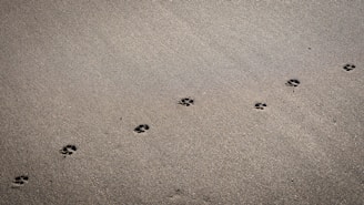 Adventure map with koala footprints marking progress.