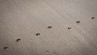Artistic capture of lion paw prints in soft sand, hinting at a quiet journey.