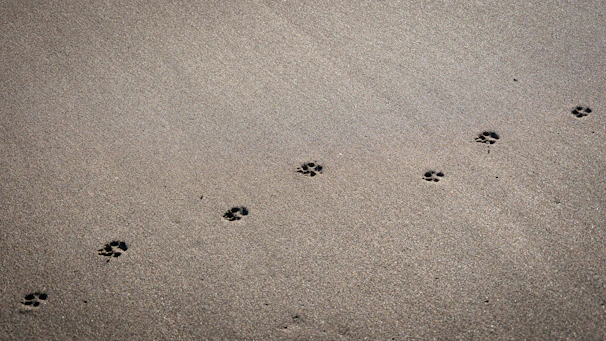 Artistic capture of lion paw prints in soft sand, hinting at a quiet journey.