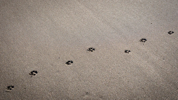 An intricate pattern of animal tracks in soft earth, representing the paths animals leave as guides.