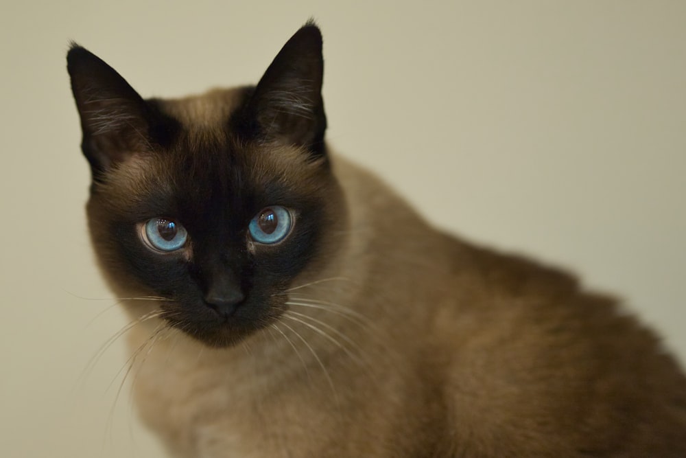 a siamese cat with blue eyes looking at the camera