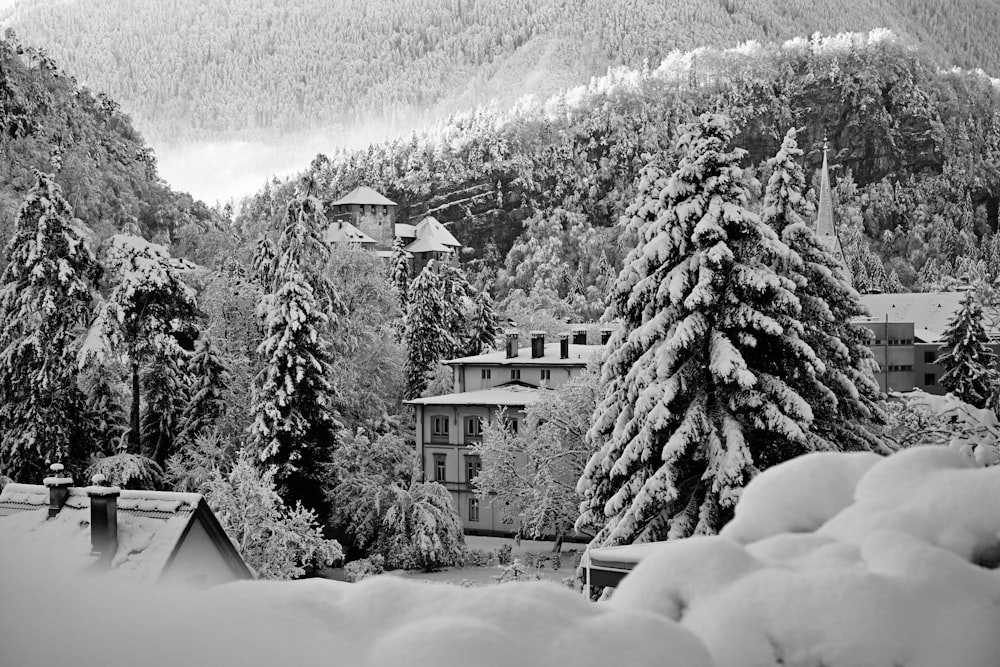 a black and white photo of snow covered trees