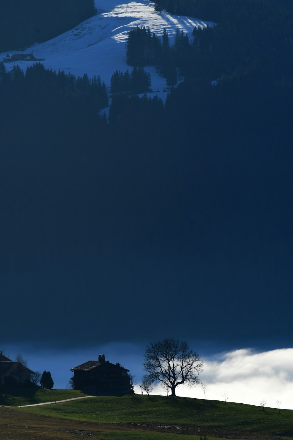 a lone tree on a hill with a snow covered mountain in the background