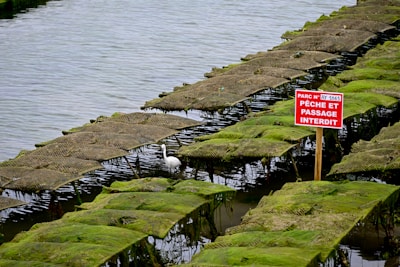 A series of oyster farming racks covered in green seaweed are positioned over water, with a sign in French warning against fishing and trespassing. A white bird is standing in the water near the racks.