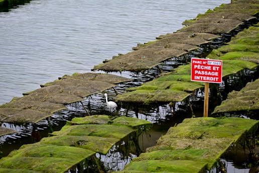 A series of oyster farming racks covered in green seaweed are positioned over water, with a sign in French warning against fishing and trespassing. A white bird is standing in the water near the racks.