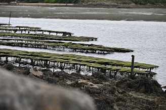 Rectangular platforms covered in green seaweed are set in a tidal zone, with water surrounding them. The platforms appear to be floating or elevated above the water, arranged in parallel rows. The background consists of more water and distant shoreline with vegetation.