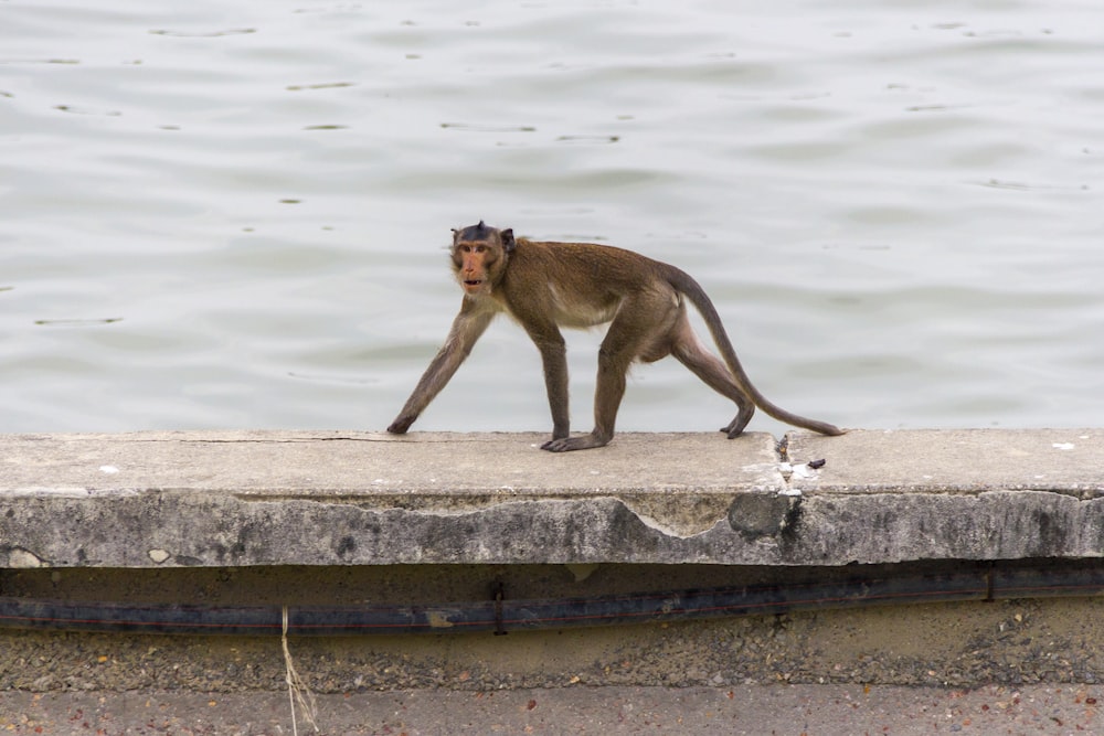 a monkey standing on a concrete ledge next to a body of water