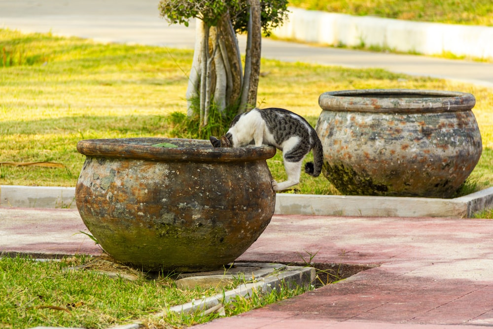 a cat standing on top of a large potted plant