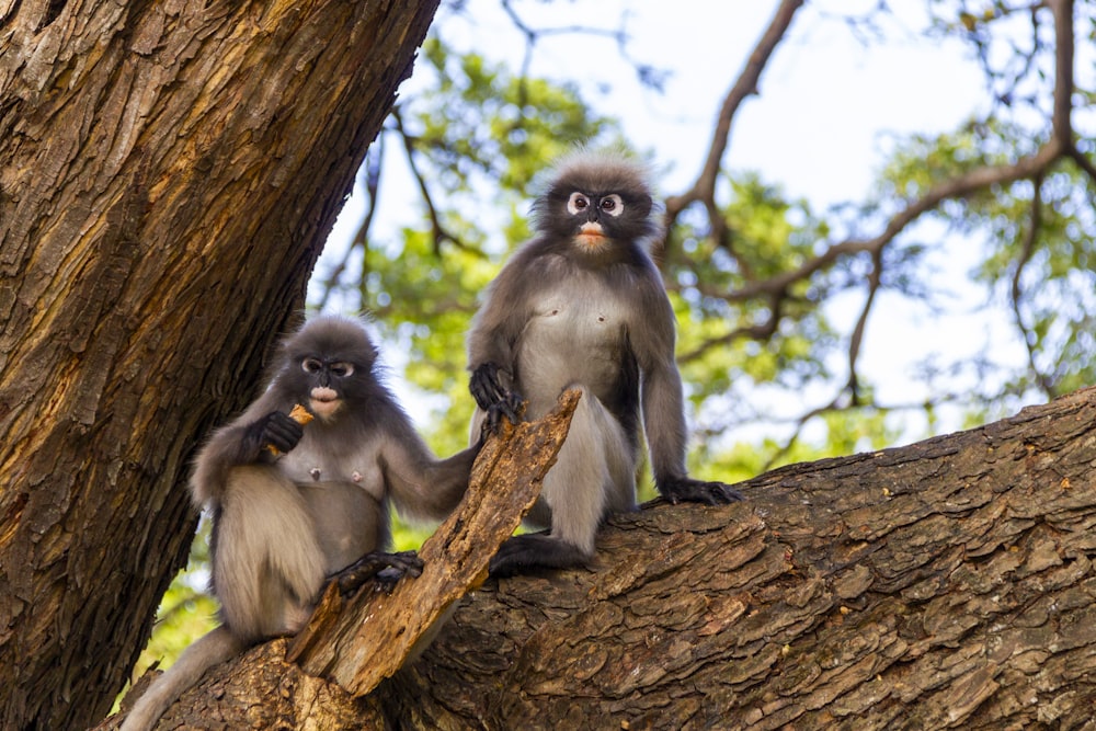 a couple of monkeys sitting on top of a tree