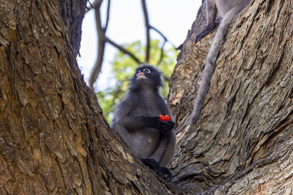 um casal de macacos sentados em uma árvore