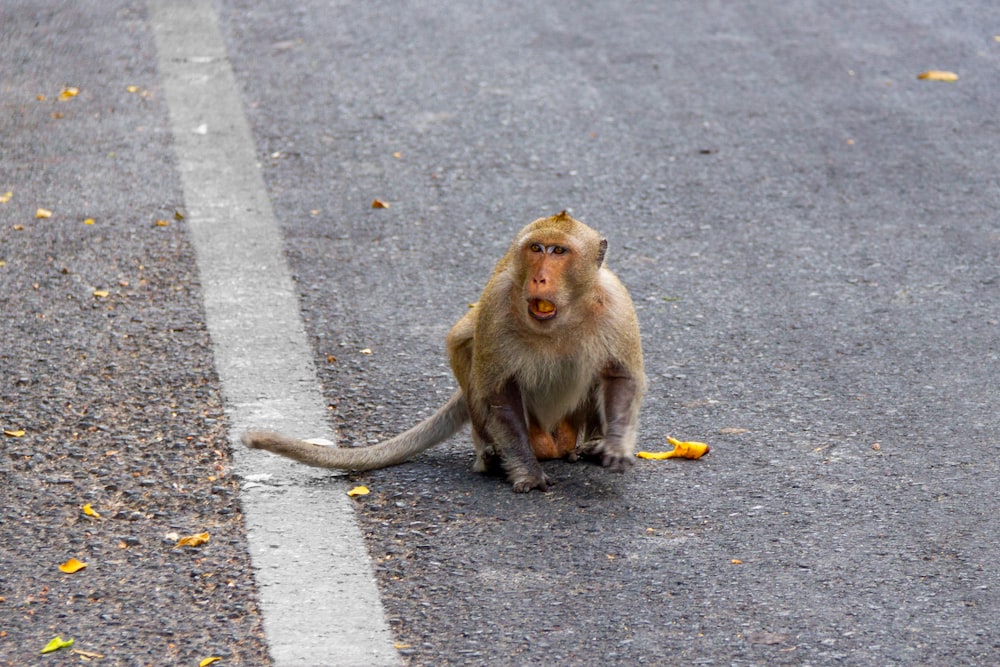 una scimmia seduta sul ciglio di una strada