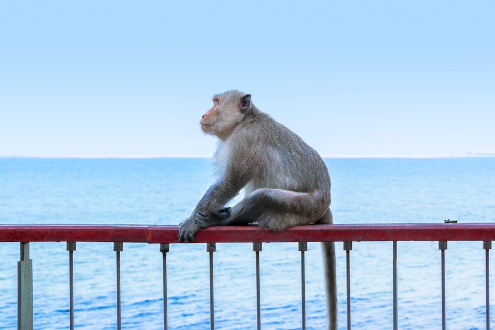 a monkey sitting on a railing looking out at the ocean