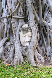 a buddha head in the middle of a tree