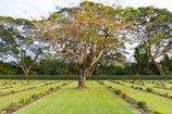 A large, mature tree with twisting branches and red blossoms stands prominently in the middle of a landscaped area. The ground is covered with well-maintained grass, and there are neat rows of small plants and shrubs. In the background, more tall trees have densely packed foliage creating a natural border.
