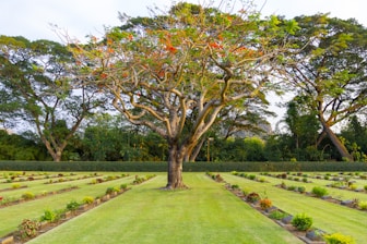 A large, mature tree with twisting branches and red blossoms stands prominently in the middle of a landscaped area. The ground is covered with well-maintained grass, and there are neat rows of small plants and shrubs. In the background, more tall trees have densely packed foliage creating a natural border.