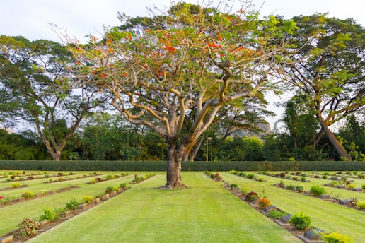 A large, mature tree with twisting branches and red blossoms stands prominently in the middle of a landscaped area. The ground is covered with well-maintained grass, and there are neat rows of small plants and shrubs. In the background, more tall trees have densely packed foliage creating a natural border.