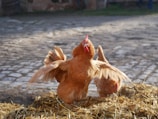 Two chickens are in a farmyard setting, with one chicken prominently flapping its wings while standing on a pile of straw. The background includes cobblestone ground and blurred barn-like structures.